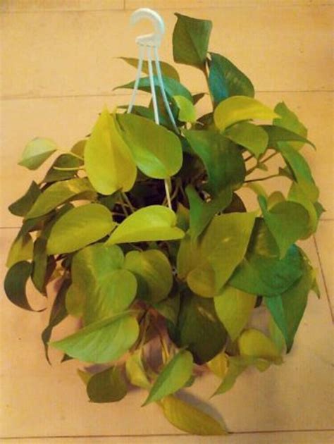 浴室 植栽|浴室に飾れる観葉植物7選！飾り方は？管理のコツは。